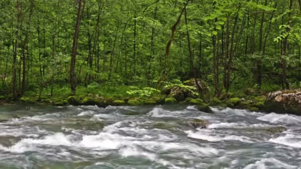 Fluss im kaukasischen Bergwald, in der Nähe des Sees ritsa, Abchasien, Georgien — Stockvideo