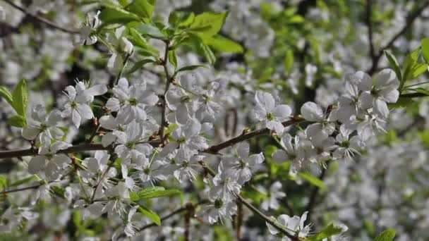 Κεράσι δέντρο λουλούδι άνθιση στον κήπο πάρκο άνοιξη — Αρχείο Βίντεο