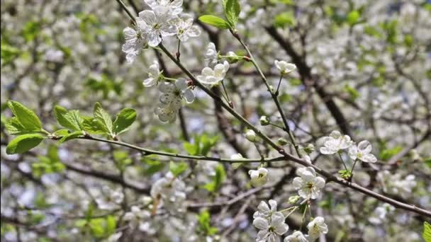 Cerezo florecimiento jardín flor parque primavera — Vídeo de stock