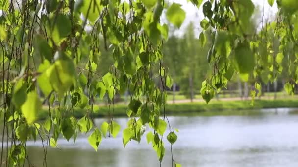 Betulla albero fiume lago naturale sfondo foresta — Video Stock