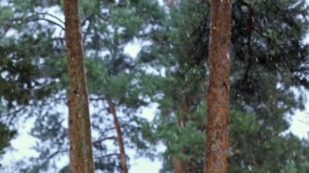 Árbol en bosque de pinos nevadas naturaleza fría — Vídeo de stock