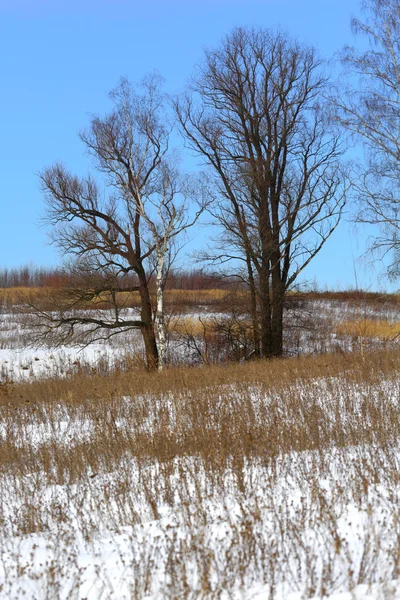 Floresta de inverno, árvore, neve, paisagem, campo, campo — Fotografia de Stock