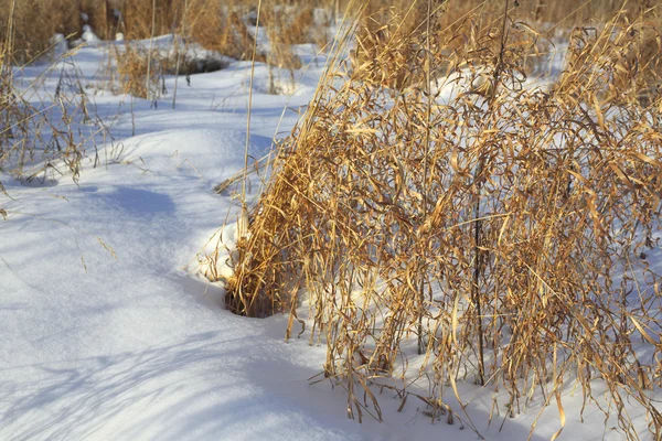 Hierbas en el campo de invierno, planta, nieve blanca, soleado —  Fotos de Stock