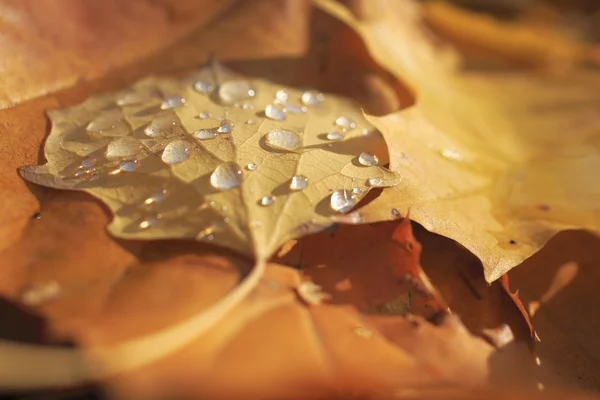 Stock image Yellow leaves at autumn forest