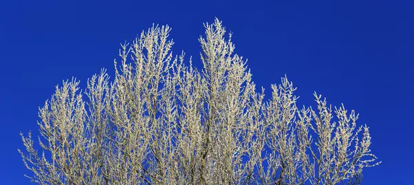 Träd med vit rimfrost på vintern, blue sky — Stockfoto