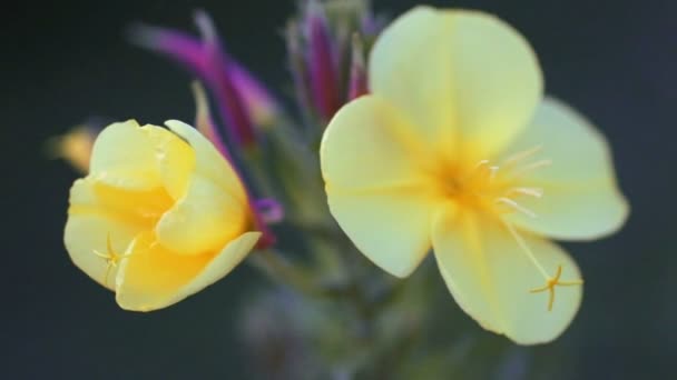 Flor de Oenothera onagra Sundrop Suncup — Vídeos de Stock