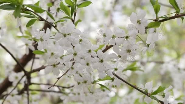 Kirschbaum blühende Garten Blume Park Frühling — Stockvideo