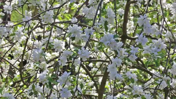 Wiśniowe drzewo kwiat kwitnący ogród park wiosny — Wideo stockowe