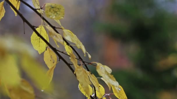 Tree with yellow leaves under rain autumn fall — Stock Video