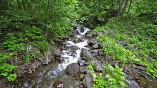 Flod i Kaukasus bergen skog, nära sjön Ritsa, Abchazien, Georgien — Stockvideo