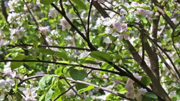 Wiśniowe drzewo kwiat kwitnący ogród park wiosny — Wideo stockowe