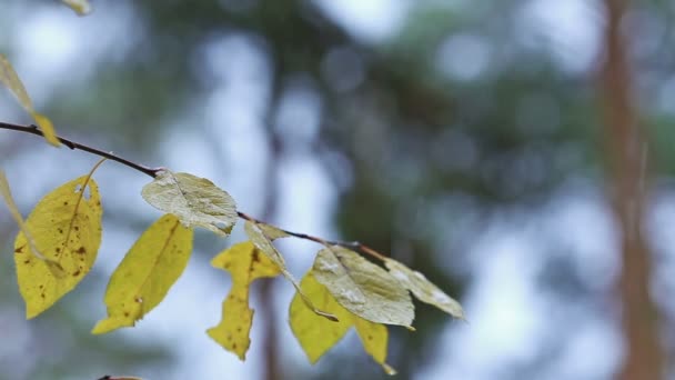 Strom s žlutými listy pod déšť podzim podzim — Stock video