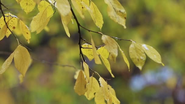Yağmur sonbahar altında sarı yaprakları ile ağaç düşmek — Stok video