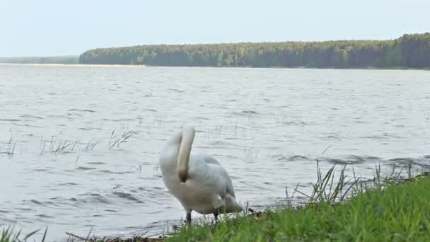 Ave cisne margem do rio água pilha rural aves aquáticas — Vídeo de Stock