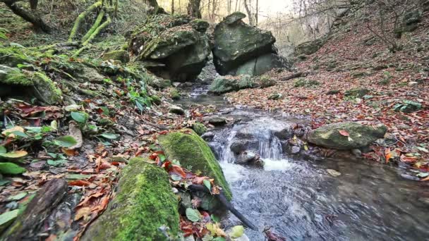 Rivière dans la forêt des montagnes du Caucase, près du lac Ritsa, Abkhazie, Géorgie — Video