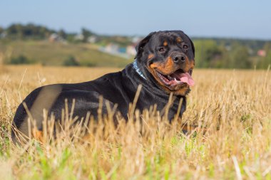 Rottweiler