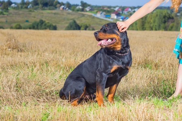 Rottweiler metresi el ile