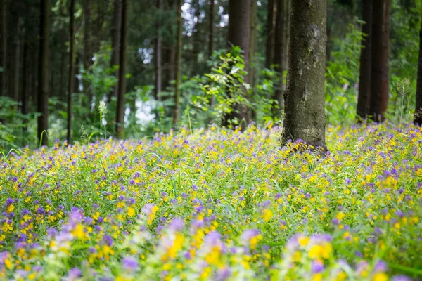 Divoké květiny a trávy v lese — Stock fotografie