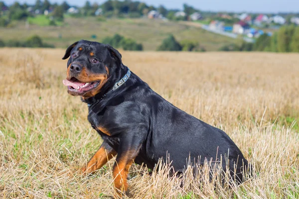शेतात Rottweiler कुत्रा — स्टॉक फोटो, इमेज