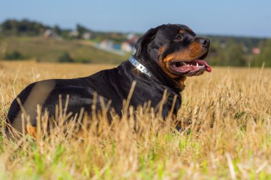 Rottweiler