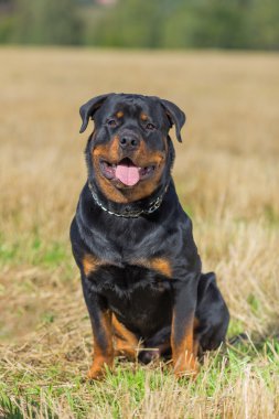 Rottweiler