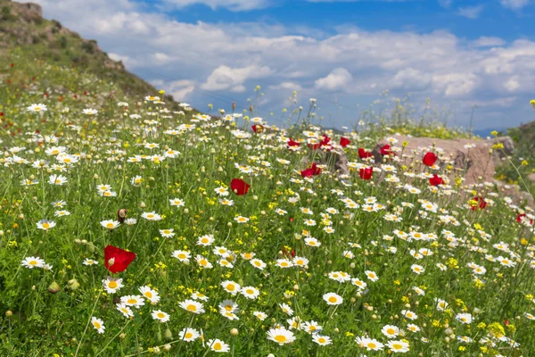 Hermoso campo con flores — Foto de Stock