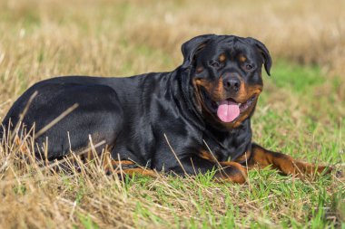 Rottweiler