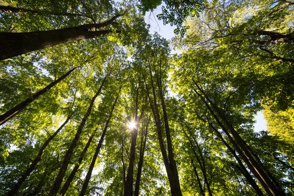 Sol brilhando através das árvores — Fotografia de Stock