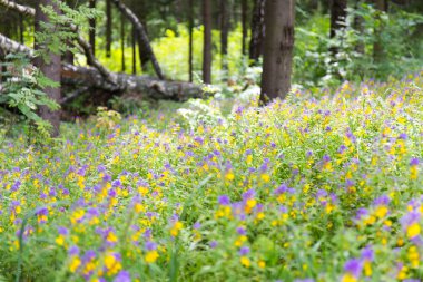 Kır çiçeği ve orman çim