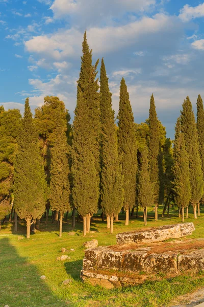 Pohon Cypress — Stok Foto