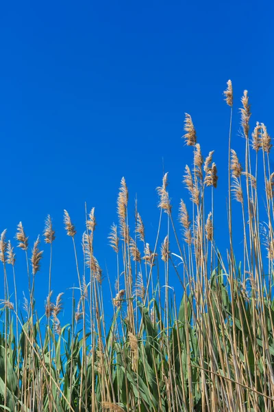 Puszyste trawa — Zdjęcie stockowe