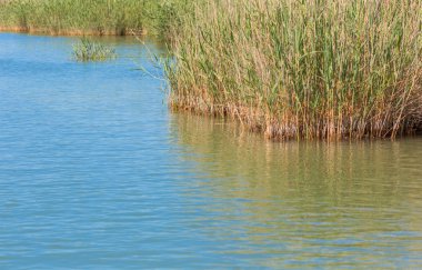 Göl su reed ile