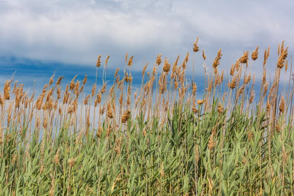 Fluffy grass — Stock Photo, Image