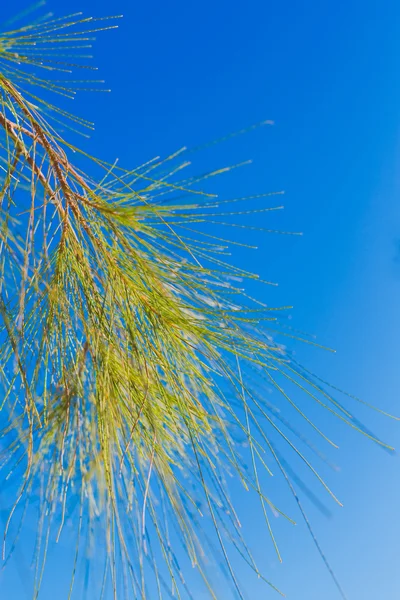 Pine tree bunch close up — Stock Photo, Image