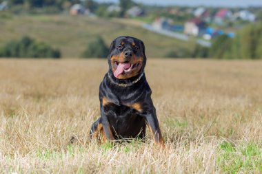 Rottweiler köpek doğal arka plan çim alan yaz
