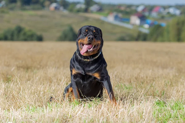 Rottweiler hund på naturlig baggrund græs felt sommer - Stock-foto