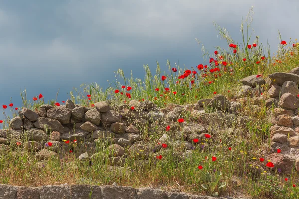 Oude stenen muur met bloei rode papavers bloemen — Stockfoto