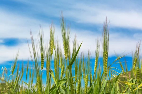 Espigas de trigo campo de primavera natural fondo cielo azul — Foto de Stock