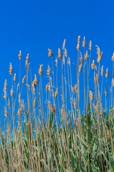 Flauschiges Gras — Stockfoto