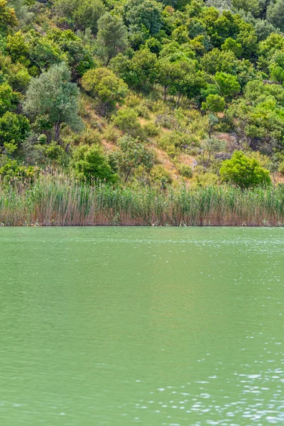 Göl su reed çim yaz Peyzaj doğal arka plan ile