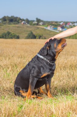 Rottweiler köpek metresi el ile