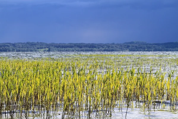 Riverbank con caña en primer plano paisaje de verano — Foto de Stock