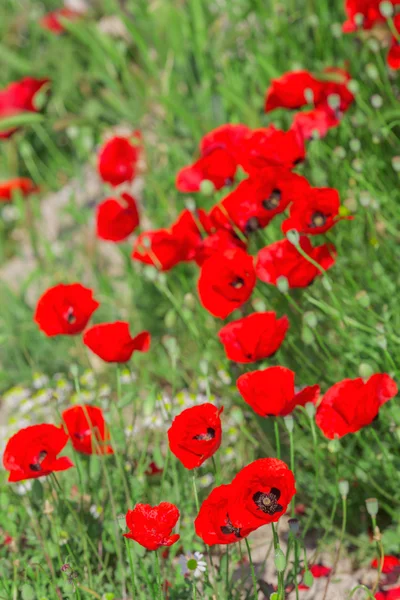 Bloeiende klaprozen-bloemen op groene veld natuurlijke achtergrond — Stockfoto