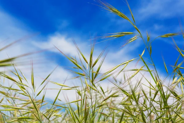 Espigas de trigo natural primavera campo fondo azul cielo hierba — Foto de Stock