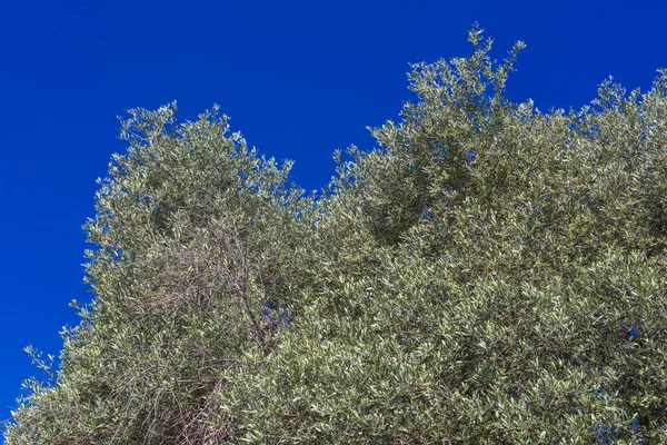 Koruna olivovníků — Stock fotografie