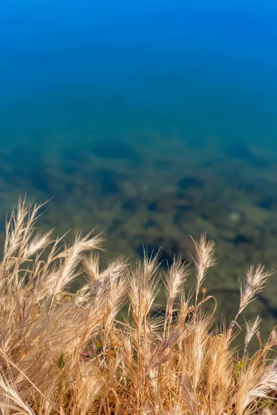 Flauschig gelbes Gras Meeresboden natürlichen Hintergrund Feld — Stockfoto