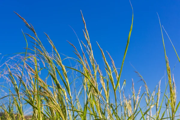 Grüne Grashalme — Stockfoto