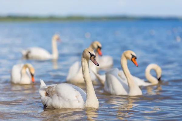 Swans on the lake beautiful wyite water birds Stock Picture
