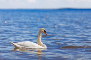 Kuğular gölde güzel su kuşu beyaz