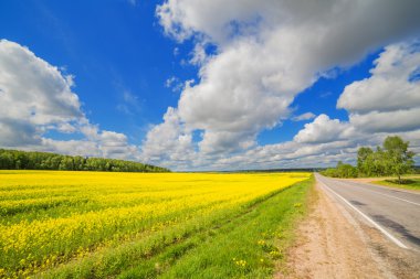 Yol çiçek açan alanlardaki sarı çiçekler dramatik gökyüzü bulut yaz